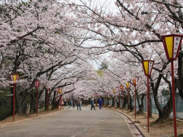 🌸 히오카야마 공원 이미지 10